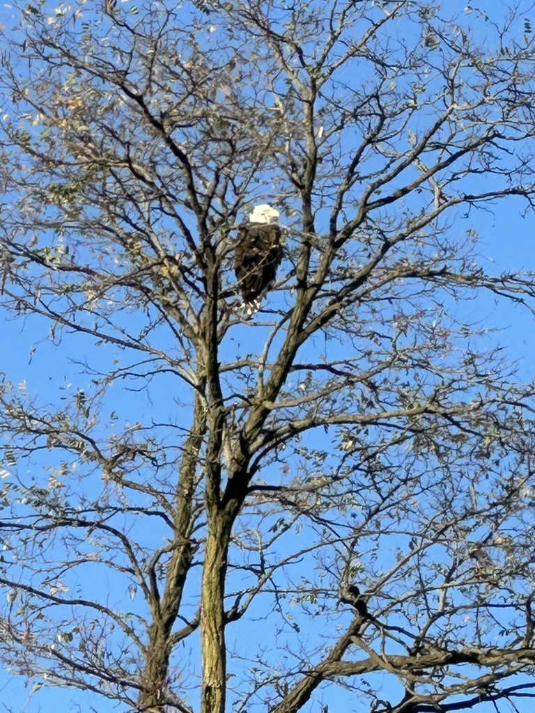 Bald Eagle