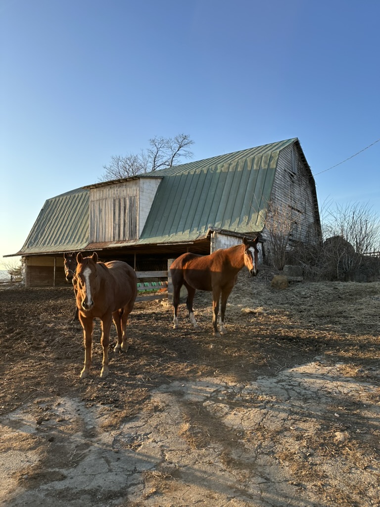 Evening Horses