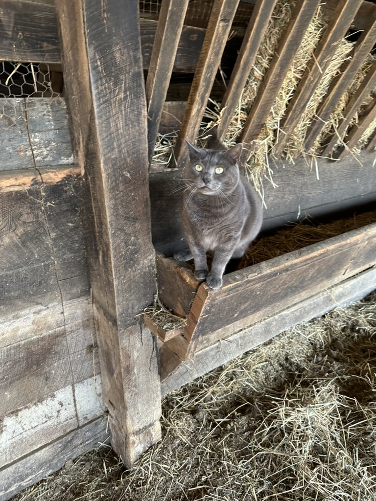 Thelonious at the Bank Barn