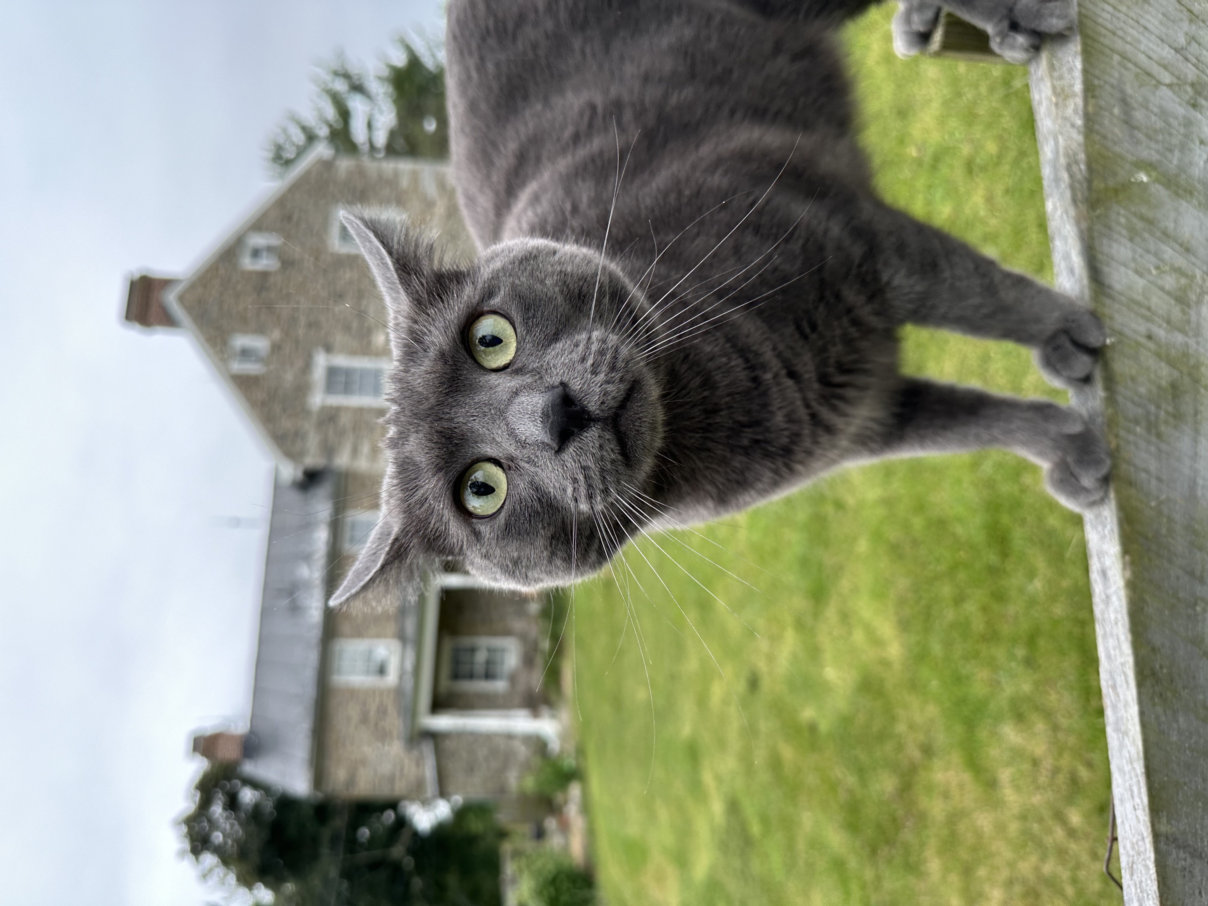 Thelonious the Cat on the Fence