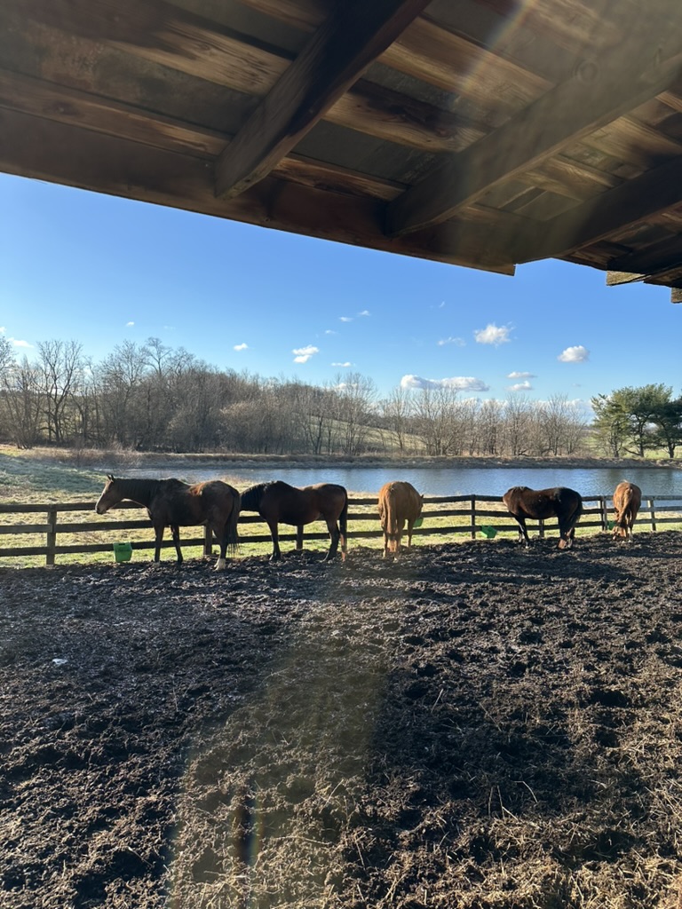Winter Feeding at Bank Barn Fence