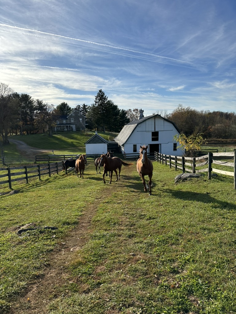 Horse Romping in Paddock