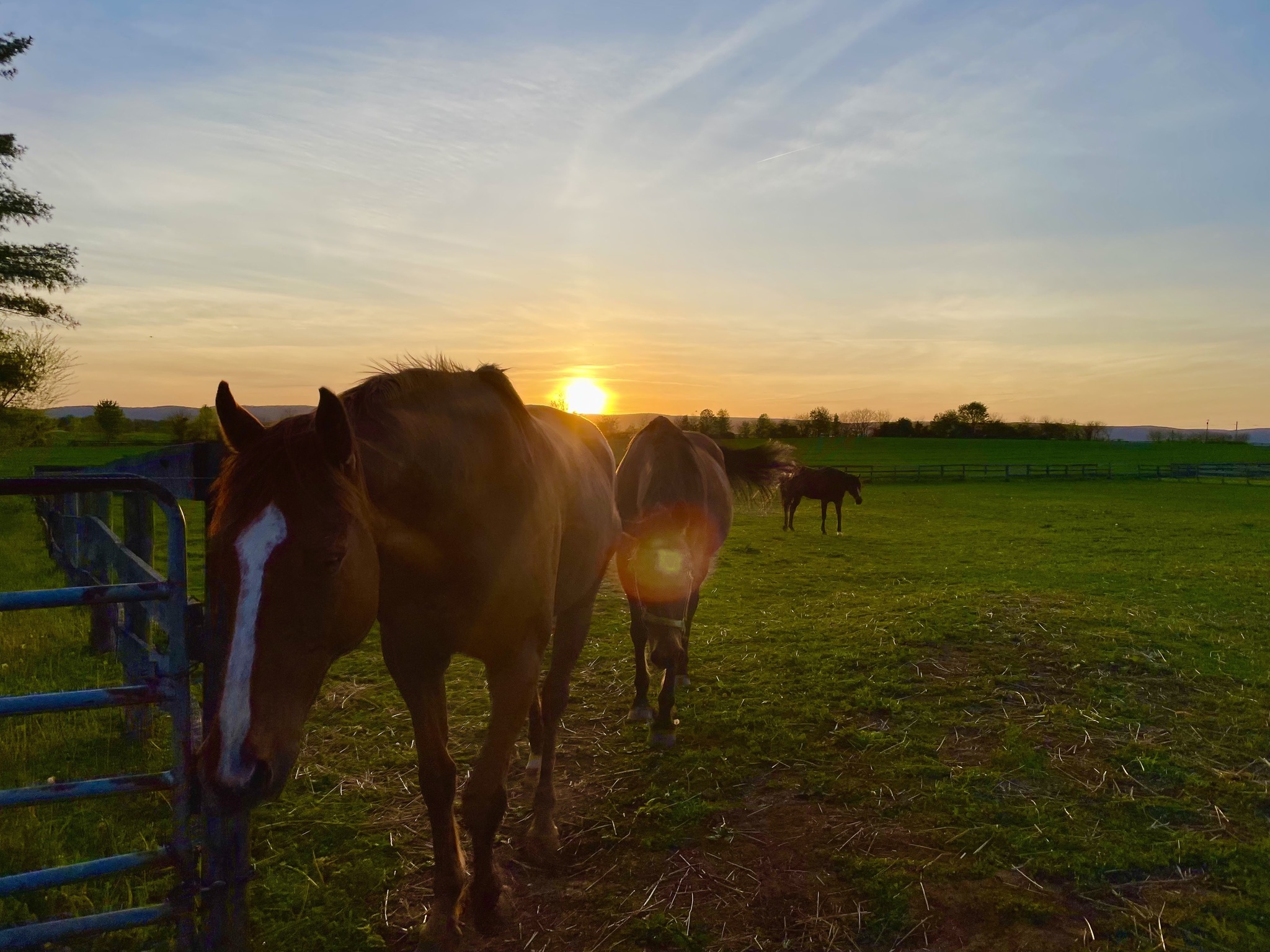 Horse at Sunset