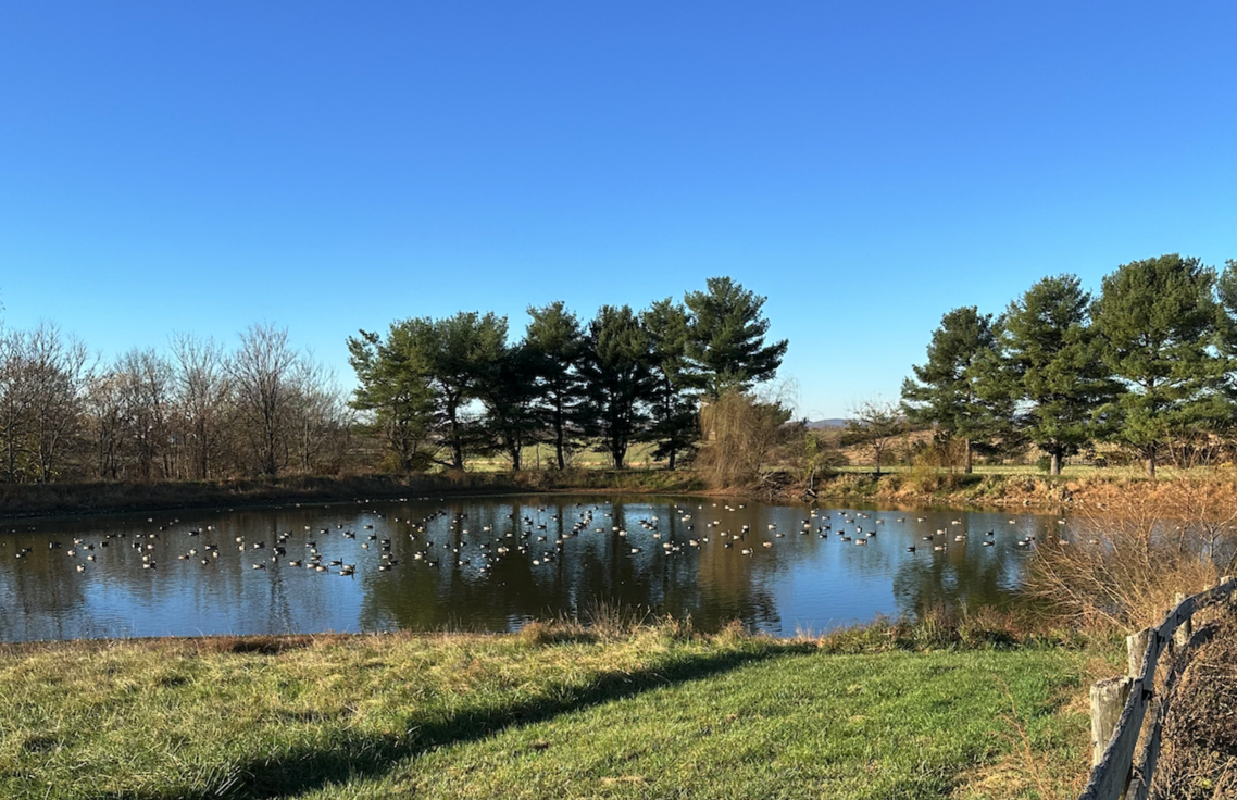 An Armada of Geese at Mulberry Pond Farm