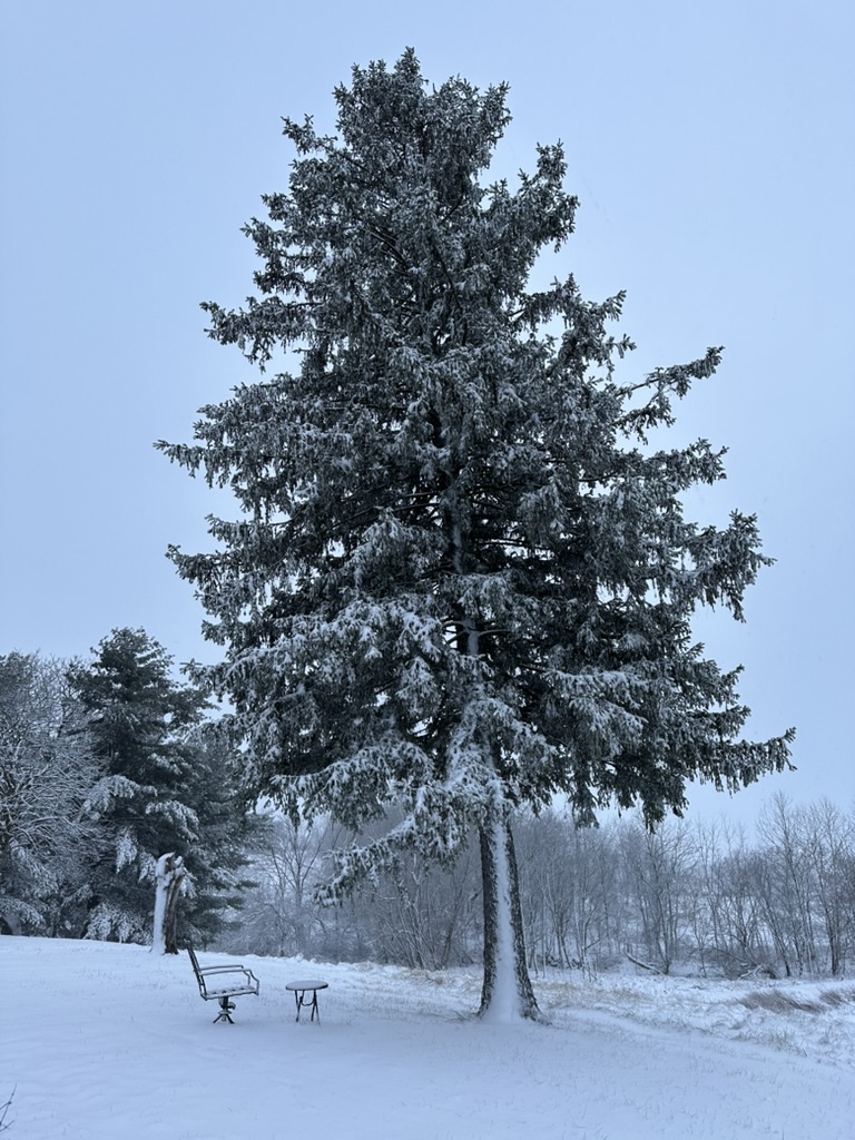 Snow-Covered Tree